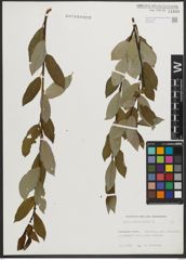 Foto von Salix phylicifolia L.